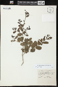 Diospyros texana image