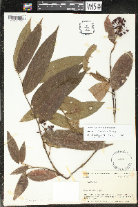 Guatteria tomentosa image