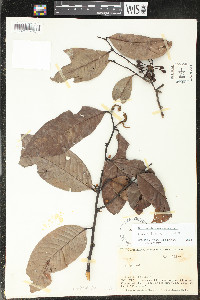 Guatteria lasiocalyx image