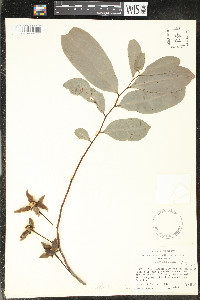 Guatteria australis image