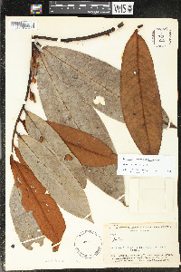 Guatteria discolor image