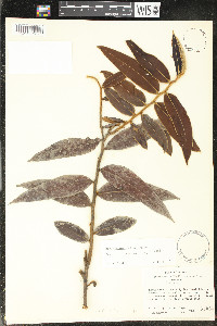 Guatteria villosissima image