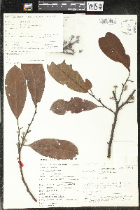 Guatteria modesta image