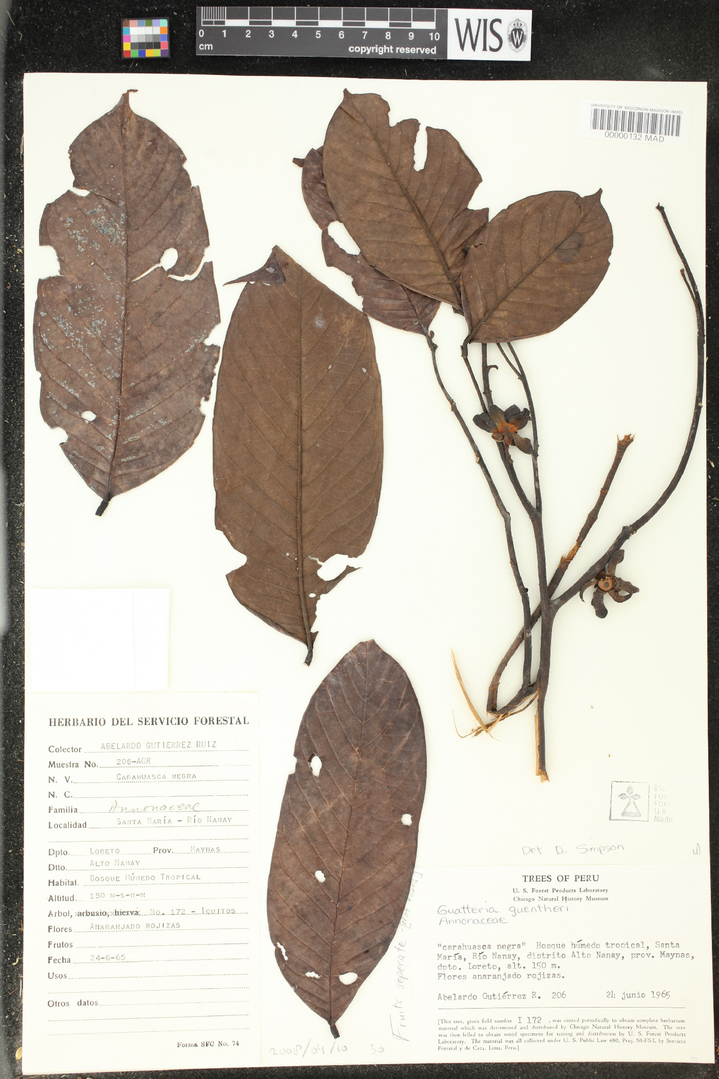 Guatteria guentheri image