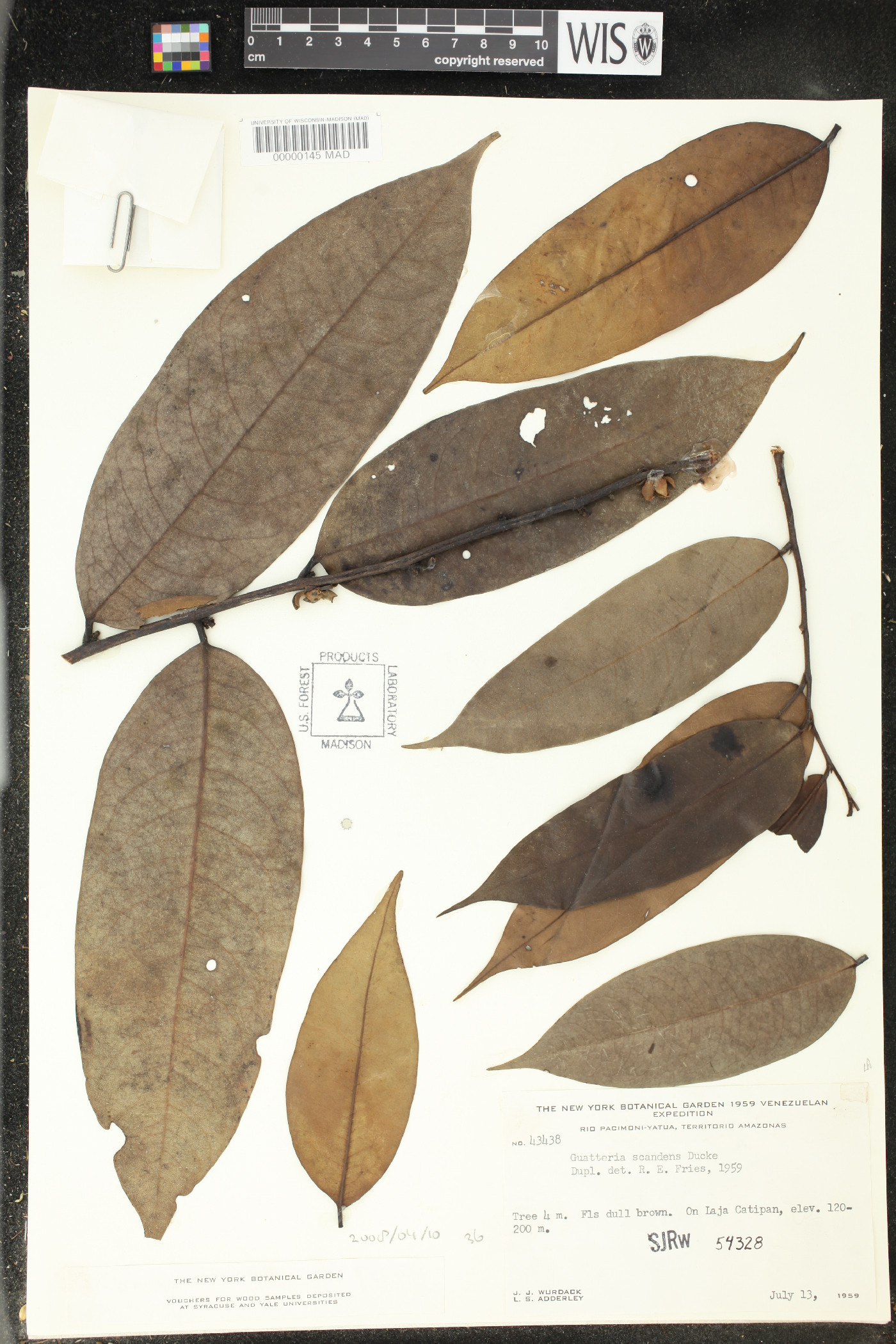 Guatteria scandens image