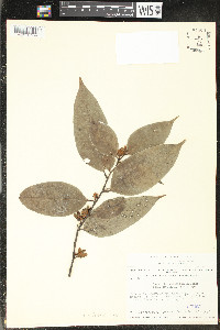 Guatteria schomburgkiana image