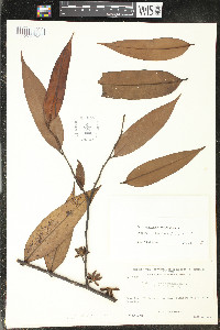Guatteria schomburgkiana image