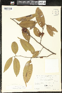 Guatteria schomburgkiana image