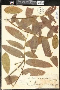 Guatteria tomentosa image