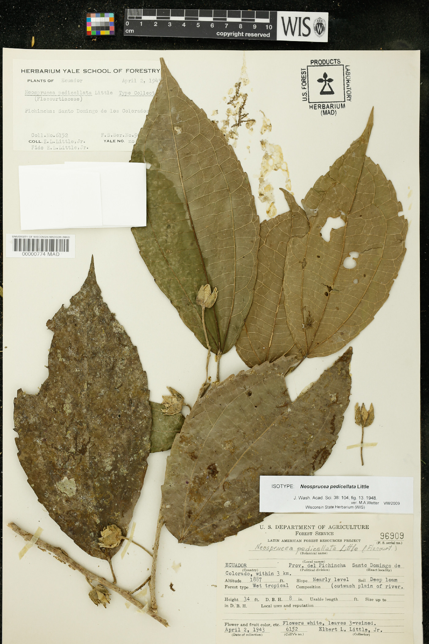 Neosprucea pedicellata image