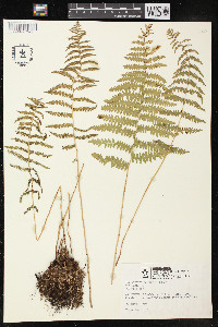 Thelypteris palustris var. pubescens image