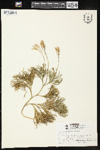 Diphasiastrum tristachyum image