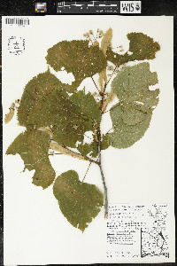 Tilia americana var. americana image