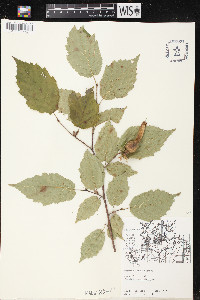 Corylus cornuta subsp. cornuta image