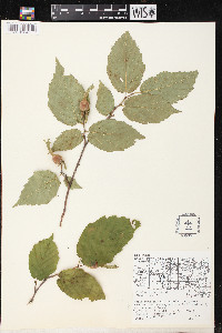 Corylus cornuta image