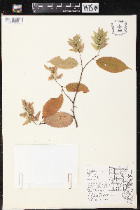 Carpinus caroliniana subsp. virginiana image