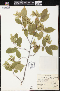 Carpinus caroliniana subsp. virginiana image