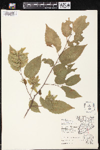 Carpinus caroliniana subsp. virginiana image