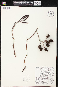 Alnus glutinosa image