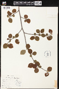 Alnus glutinosa image