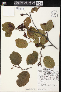 Alnus incana subsp. rugosa image