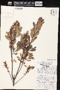 Myrica gale image