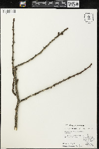 Zanthoxylum americanum image