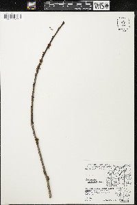 Zanthoxylum americanum image