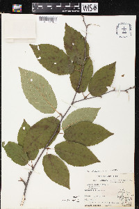 Betula alleghaniensis image