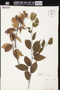 Betula alleghaniensis image