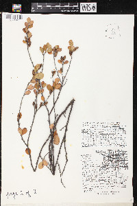 Betula pumila image