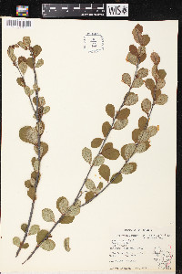 Betula pumila image