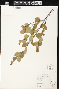 Betula pumila image