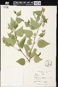Betula populifolia image