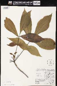 Carya ovata var. ovata image