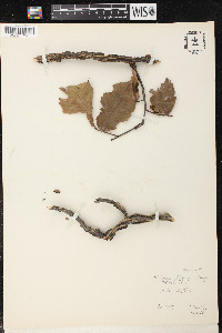 Ulmus thomasii image