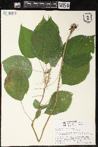 Laportea canadensis image