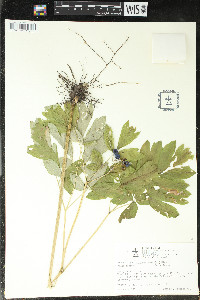 Caulophyllum thalictroides image