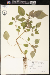 Pilea pumila image