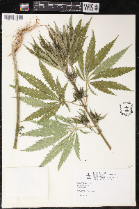 Cannabis sativa image