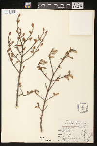 Shepherdia canadensis image