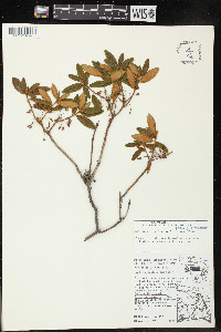 Rhododendron groenlandicum image