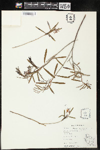 Andromeda polifolia image