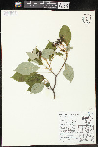 Cornus alternifolia image