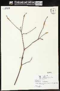 Cornus alternifolia image