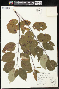 Cornus amomum var. schuetzeana image