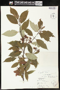 Cornus amomum var. schuetzeana image