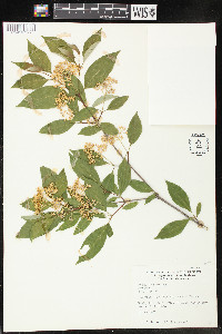 Cornus racemosa image