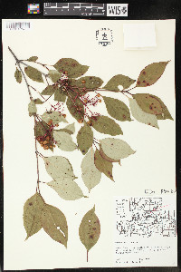 Cornus racemosa image