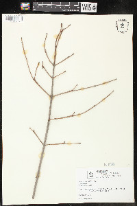 Cornus racemosa image